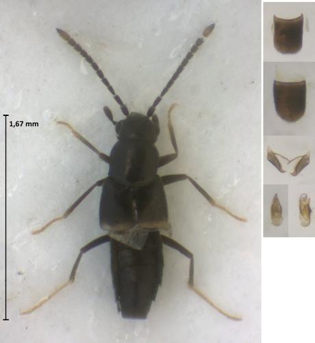 Outachyusa raptoria