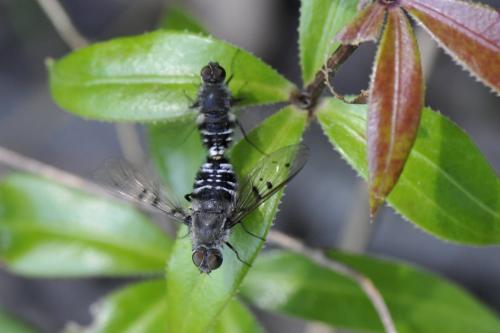Anthrax sticticus