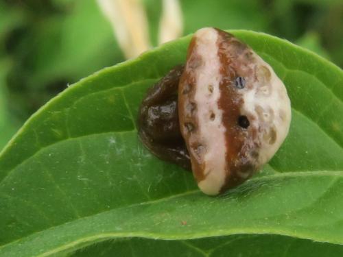Cyrtarachne ixoides