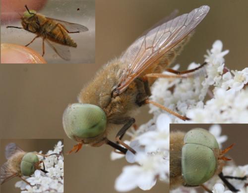 Atylotus sp.