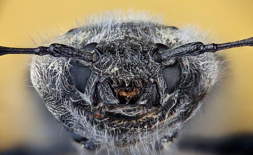 Hylotrupes bajulus