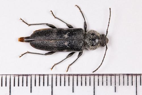 Hylotrupes bajulus