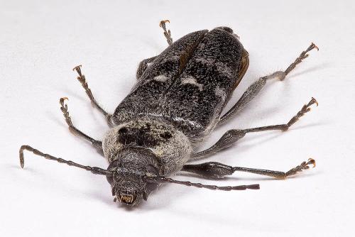 Hylotrupes bajulus