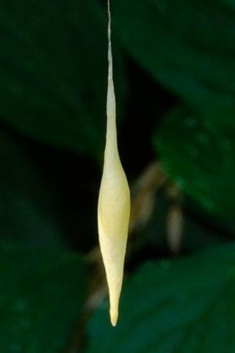 Cyrtarachne ixiodes
