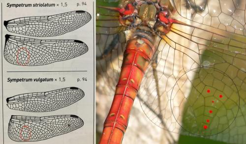 Sympetrum divers