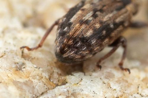 Hypera venusta