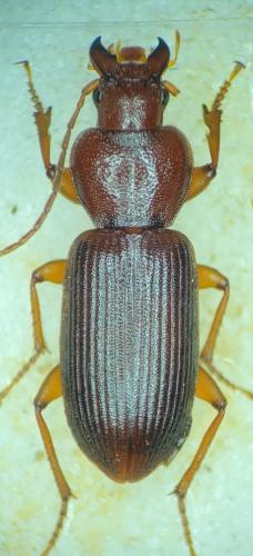 Graniger cordicollis
