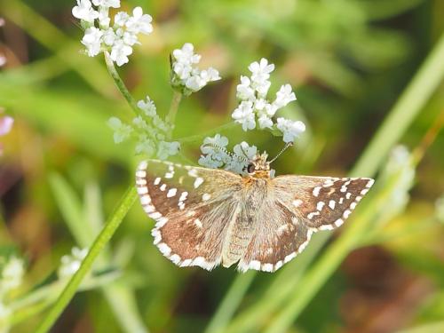 Pyrgus malvoides