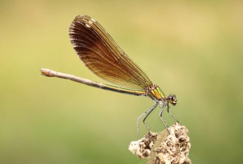 Calopteryx virgo