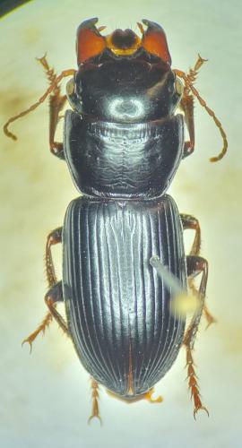 Acinopus megacephalus