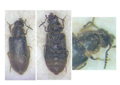 Trichoceble memnonia