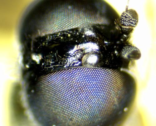 Réf. 361 486 : Sargus rufipes