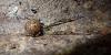 361411 – Photo : Joris Forget – France (38)