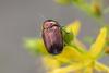 361549 – Photo : Pierre Duhem – France (83)