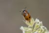 361372 – Photo : Pierre Duhem – France (83)