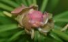 361338 – Photo : Numayta – France (68)