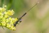 361342 – Photo : Bernard Saquet – France (12)