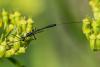 361343 – Photo : Bernard Saquet – France (12)