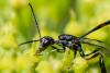 361358 – Photo : Bernard Saquet – France (12)