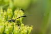 361344 – Photo : Bernard Saquet – France (12)