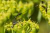 361345 – Photo : Bernard Saquet – France (12)