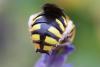 361349 – Photo : Thomas Reverchon – France (21)