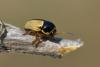 361830 – Photo : Thomas Reverchon – France (21)
