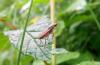 361683 – Photo : Numayta – France (68)