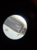 361415 – Photo : Aluco – France (91)