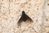 361278 – Photo : Daniel INGREMEAU – France (36)