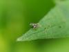 361084 – Photo : Cédric Mondy – France (95)