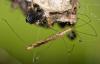 361075 – Photo : Gerard Tayeb – France (13)