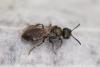 Lasioglossum sp.