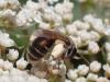 361611 – Photo : Catherine Reymonet-Smitten – France (19)