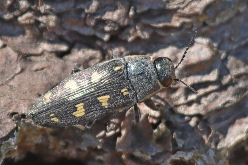 Anonyme - Buprestis (Buprestis) novemmaculata - réf. 361171 (800 x 533 pixels, 93 ko)