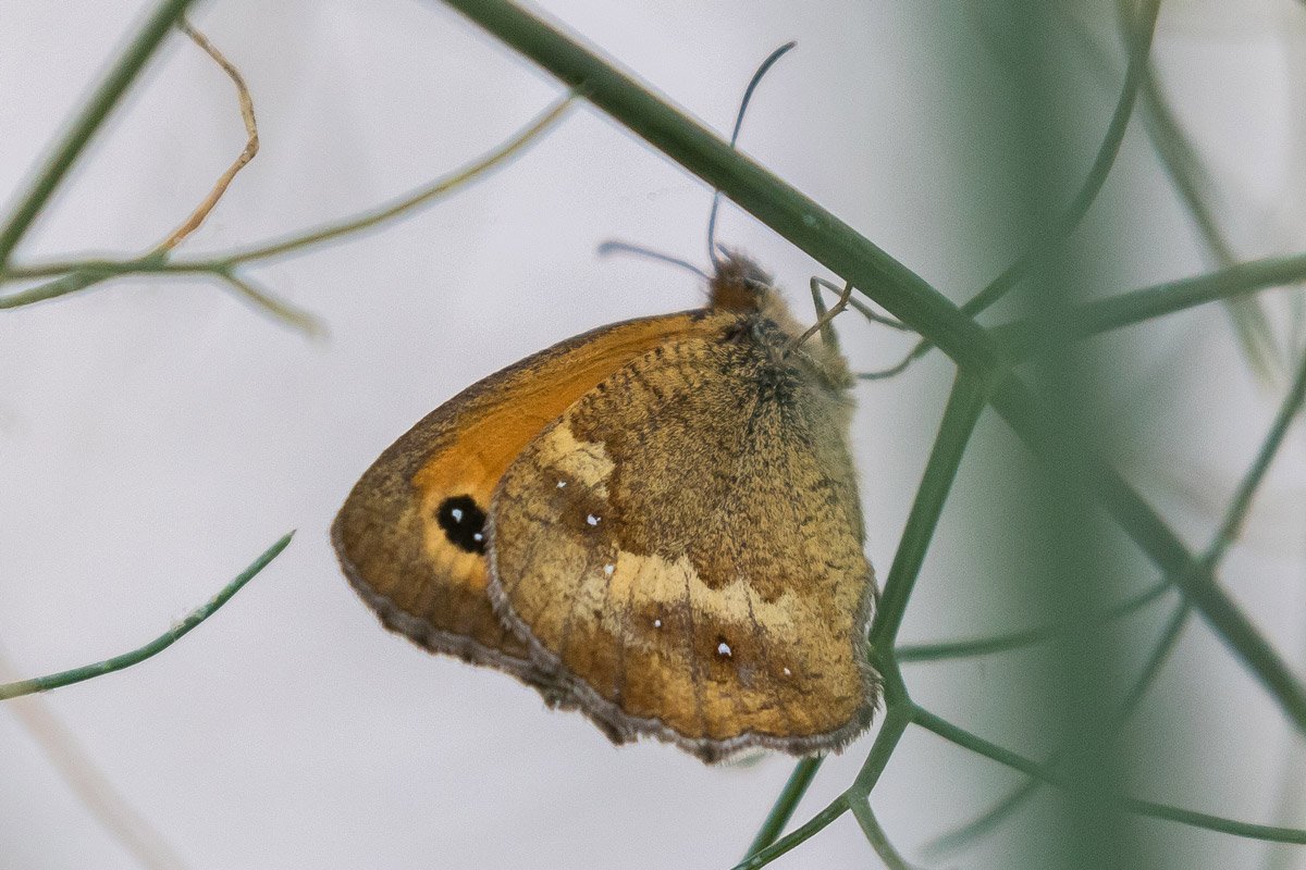 Jean-Claude Lablanquie - Pyronia (Pyronia) tithonus - réf. 361273 (1200 x 800 pixels, 184 ko)