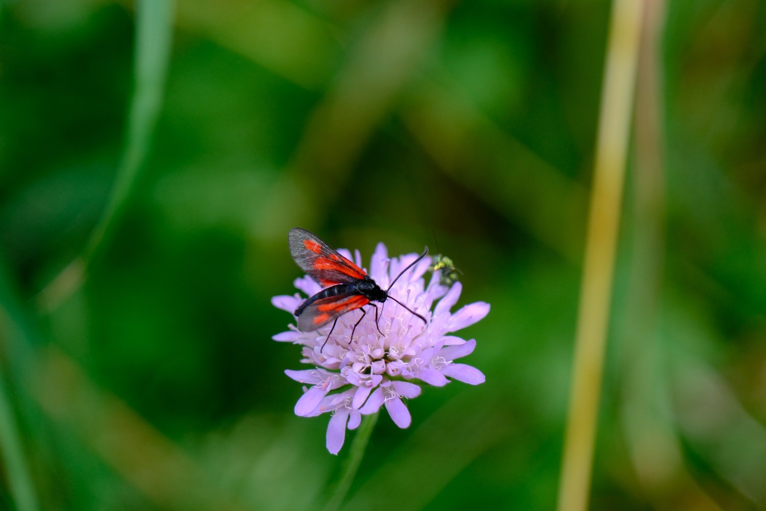 Madeleine Flye Sainte Marie - Inconnu inconnu - réf. 361189 (1500 x 1000 pixels, 106 ko)