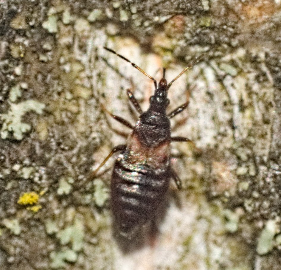 Florian ALONSO - Temnostethus (Temnostethus) gracilis - réf. 361113 (946 x 907 pixels, 206 ko)
