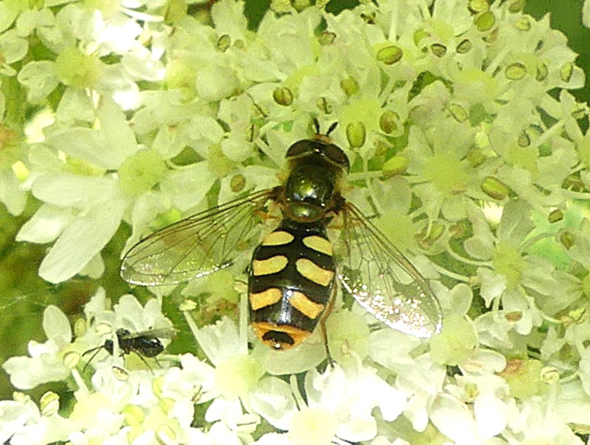 Denis Bucaille - Eupeodes (Eupeodes) luniger - réf. 361763 (1200 x 905 pixels, 201 ko)