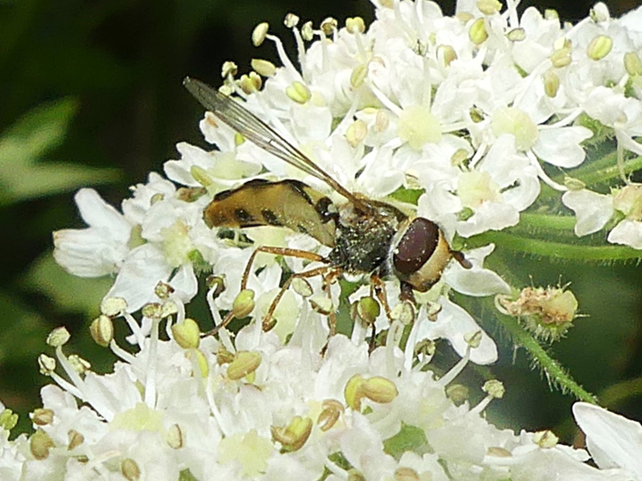Denis Bucaille - Eupeodes (Eupeodes) luniger - réf. 361769 (1300 x 974 pixels, 216 ko)