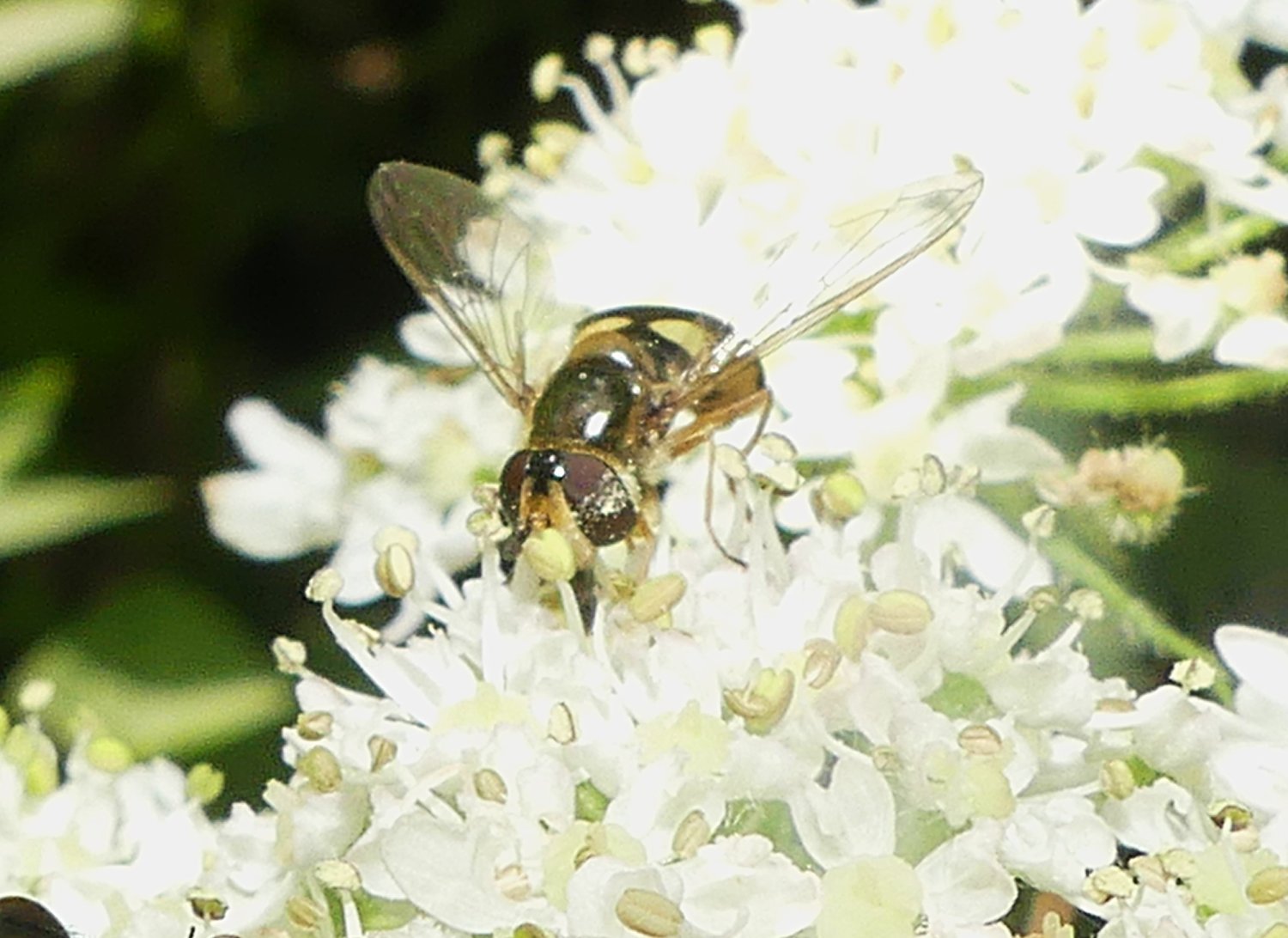 Denis Bucaille - Eupeodes (Eupeodes) luniger - réf. 361765 (1500 x 1092 pixels, 189 ko)
