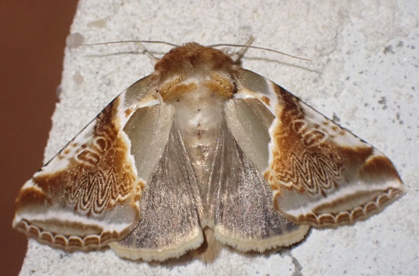 Catherine Reymonet-Smitten - Habrosyne pyritoides - réf. 361205 (1360 x 897 pixels, 197 ko)