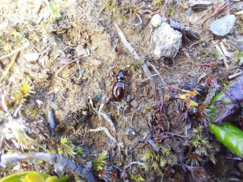 Réf. 362 001 : Miscodera arctica