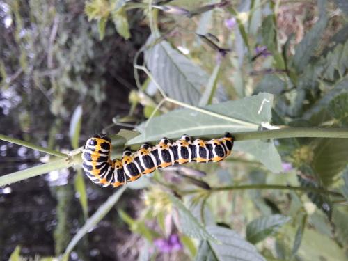 Cucullia lactucae