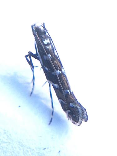 Parectopa ononidis