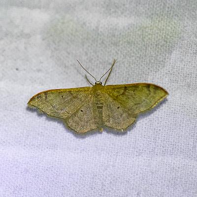Idaea degeneraria
