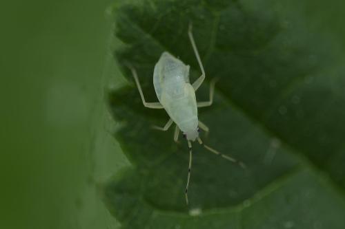 Phylus coryli