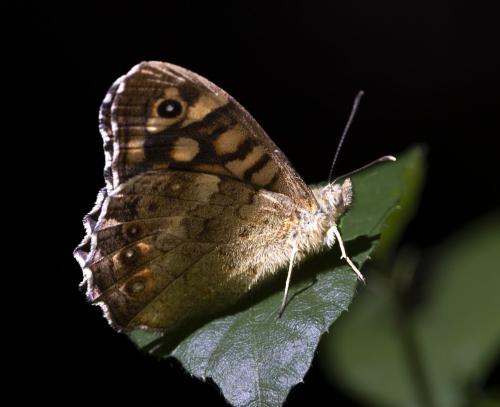 Pararge aegeria