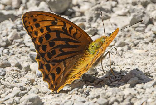 Argynnis paphia