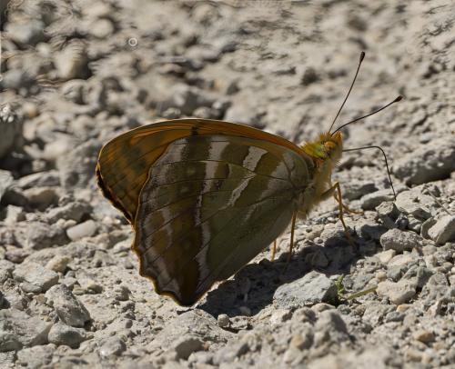 Argynnis paphia